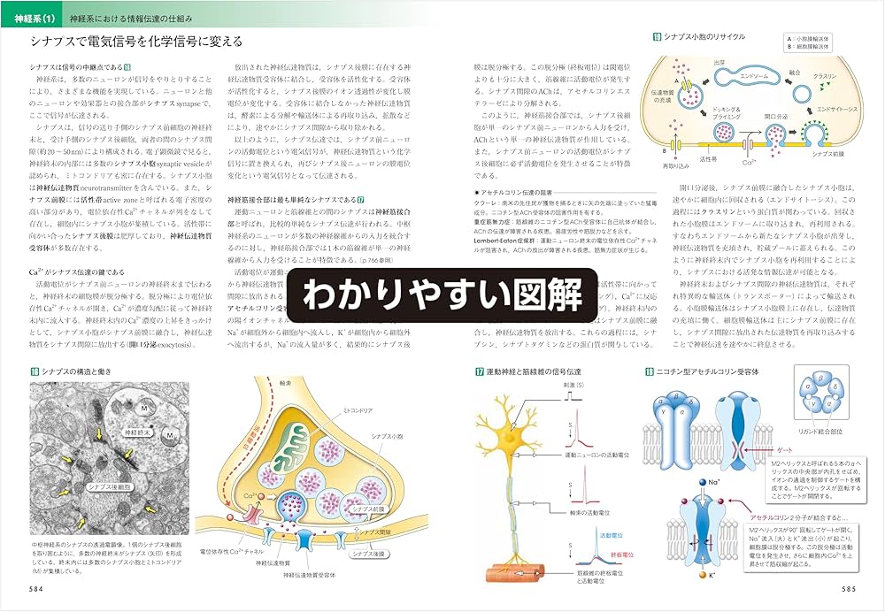 カラー図解 人体の正常構造と機能 【全10巻縮刷版】 改訂第5版 | 坂井