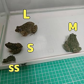 Amazon | 冷凍餌 10匹 餌用カエル ヌマガエル エサ用 急速冷凍 ヘビの