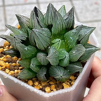 Amazon｜多肉植物 ハオルチア ハオルシア アトロフスカミュータント
