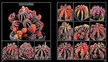 サボテン全書 All about CACTUS | パワポン・スパナンタナーノン, 飯島