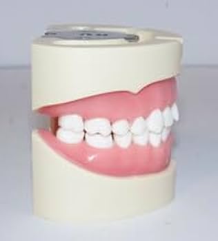 Amazon.co.jp: 歯科 模型 ニッシン 顎模型 根管治療 エンド NISSIN