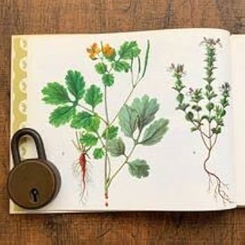 Amazon.co.jp: ドイツの古い植物図鑑(HEILPFLANZEN 2)アンティーク