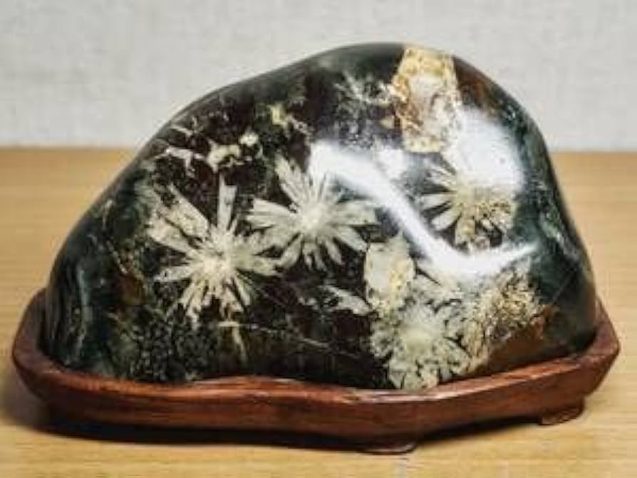 Amazon.co.jp: 白菊562g 菊花石 菊紋石 小菊石 花紋石 原石 鑑賞石