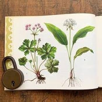 Amazon.co.jp: ドイツの古い植物図鑑(HEILPFLANZEN 2)アンティーク