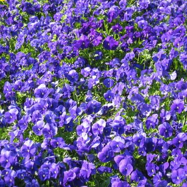 あなたのための占星術: ステップ・バイ・ステップのバースチャート解釈