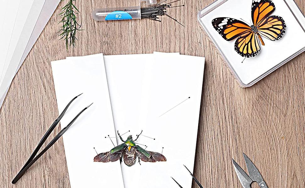 Amazon | 標本キット昆虫標本キット | 蝶のコレクション昆虫学 | 標本