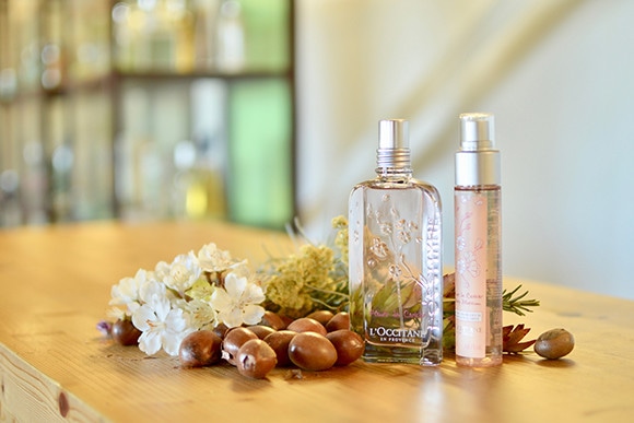 チェリーブロッサムの甘い誘惑。｜南仏プロヴァンスで猫さがし。｜Blog