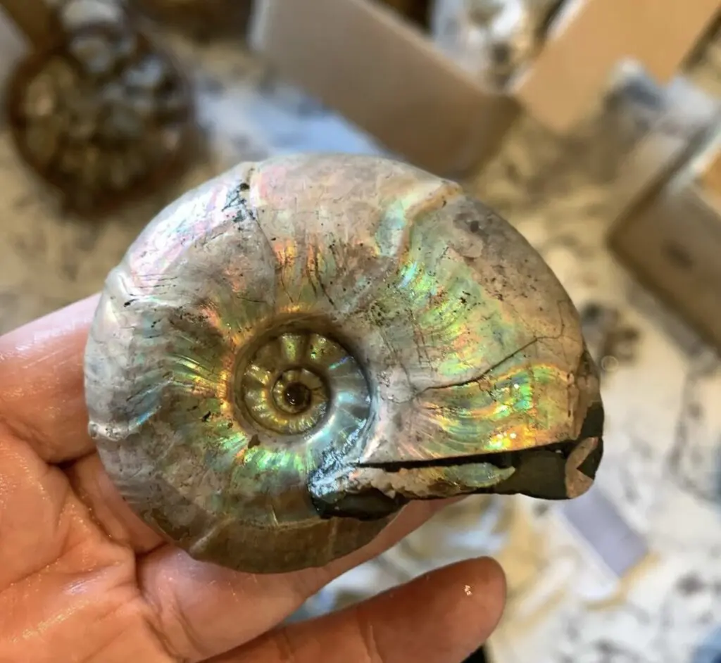 マダガスカル アンモナイト ビューダンティセラス Beudanticeras 化石