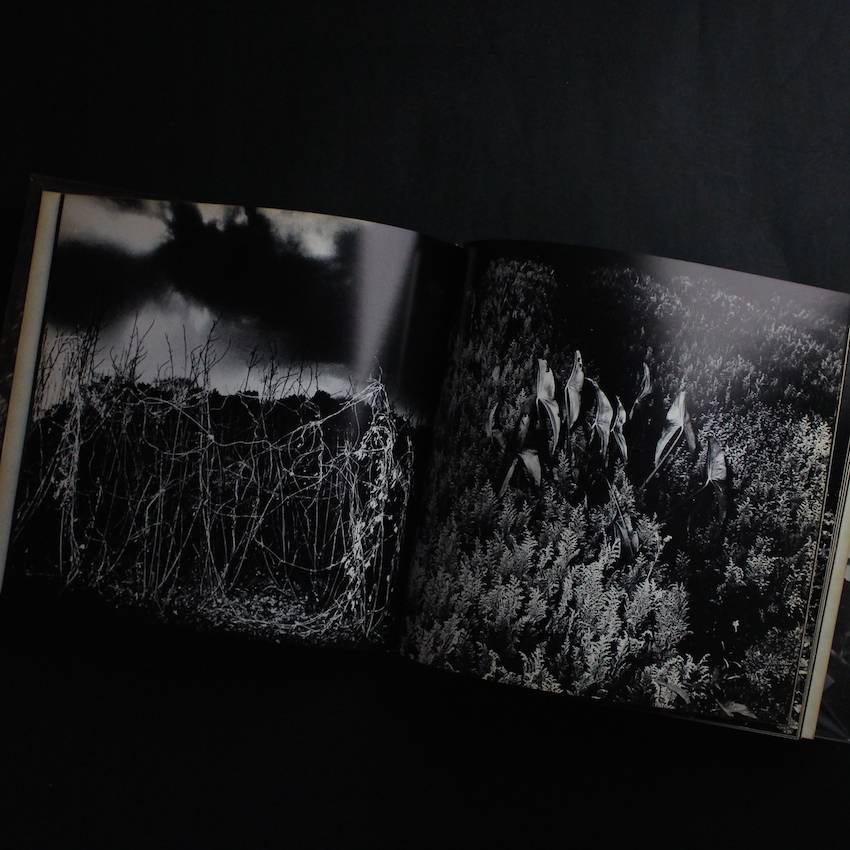 植物に（Singed） - 山村 雅昭 / Gasho Yamamura