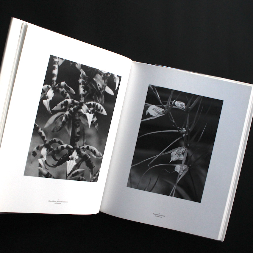 Die Welt der Pflnaze - Albert Renger Patzsch