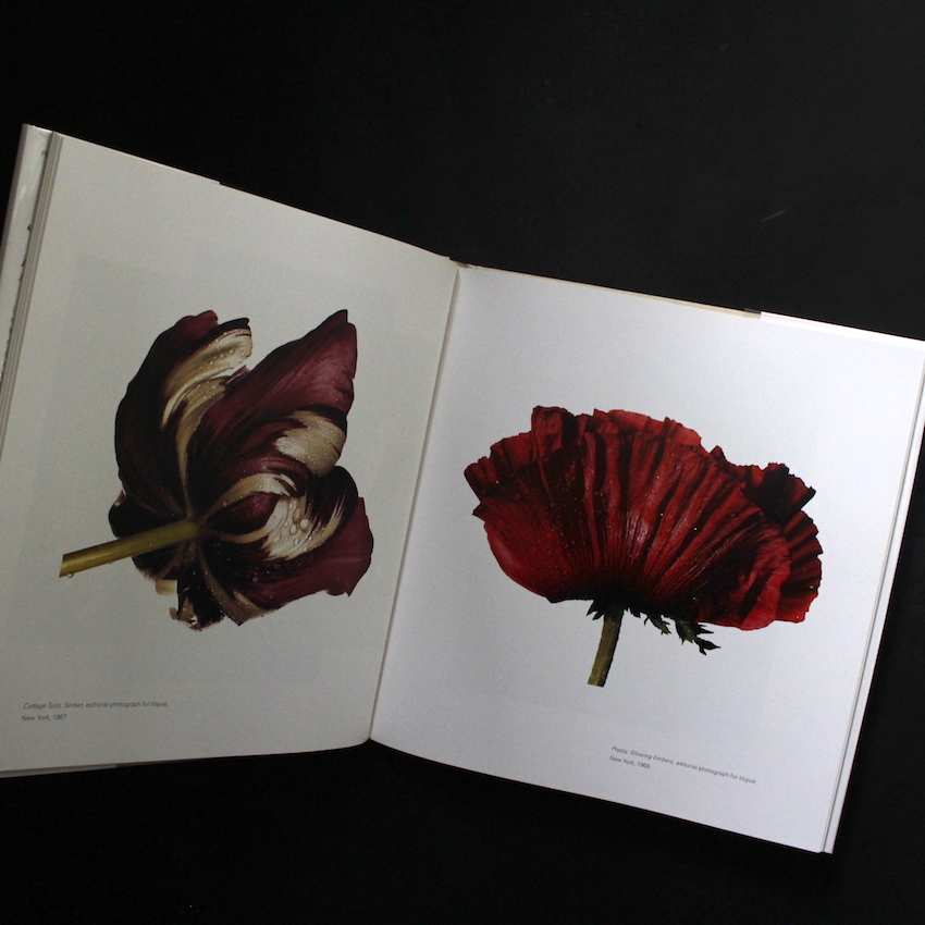 Still Life - Irving Penn