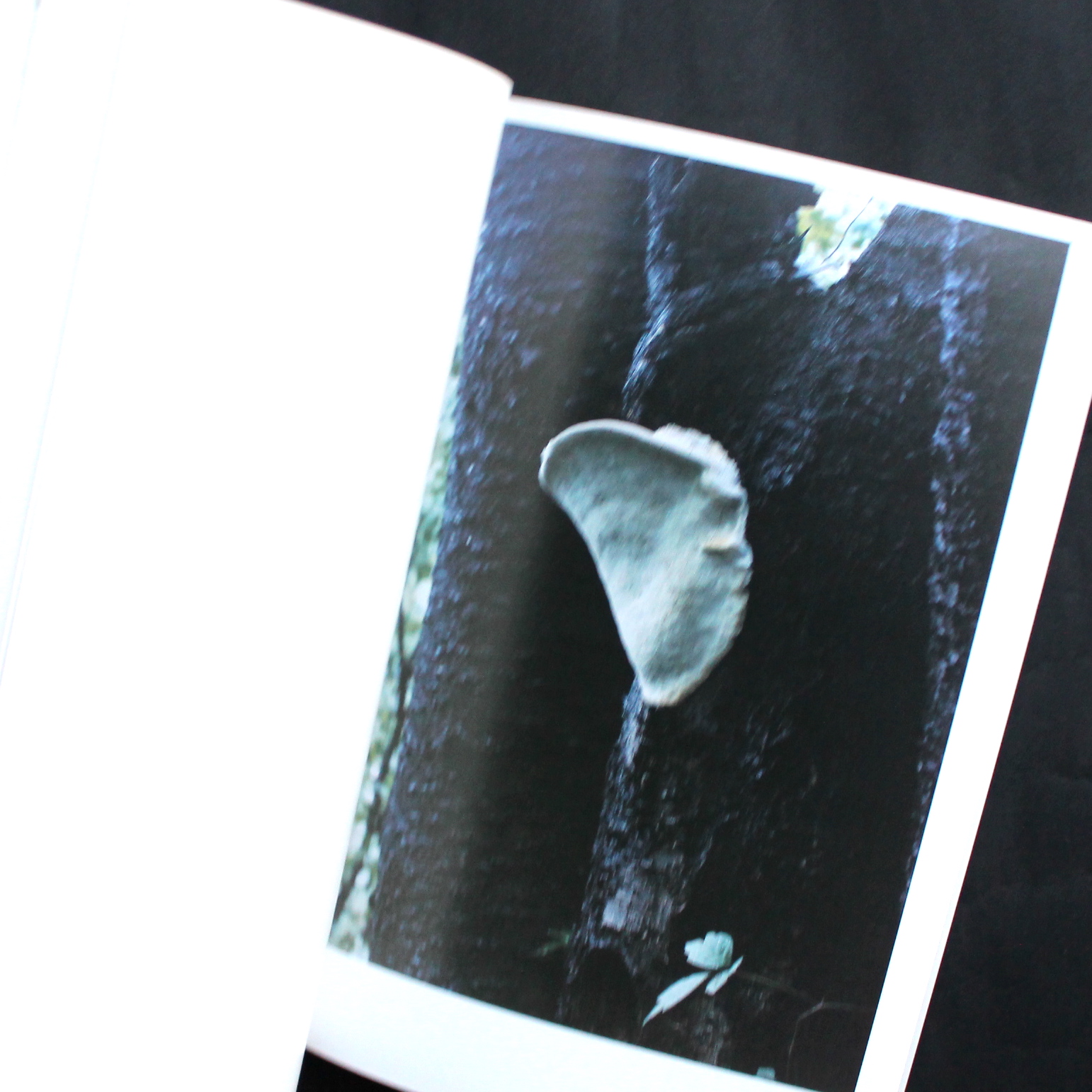 その森の子供 / Mushrooms from the Forest 2011 - ホンマ タカシ