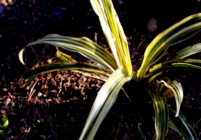 江戸時代に大ブーム！徳川家康にゆかりがある縁起物の植物「万年青
