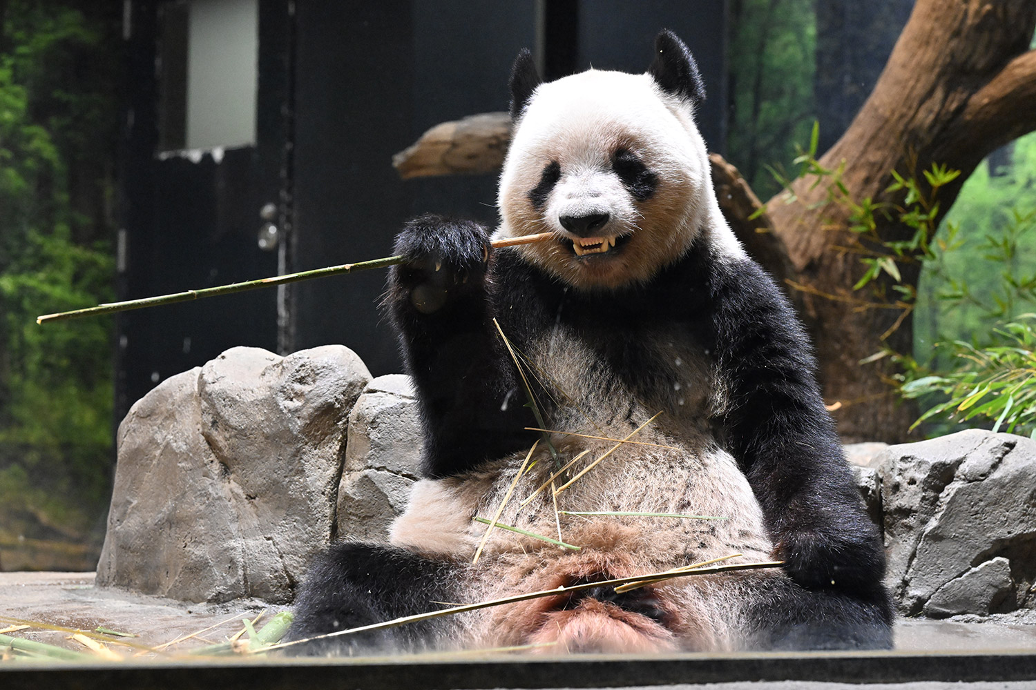 今日のパンダ（4002日目）