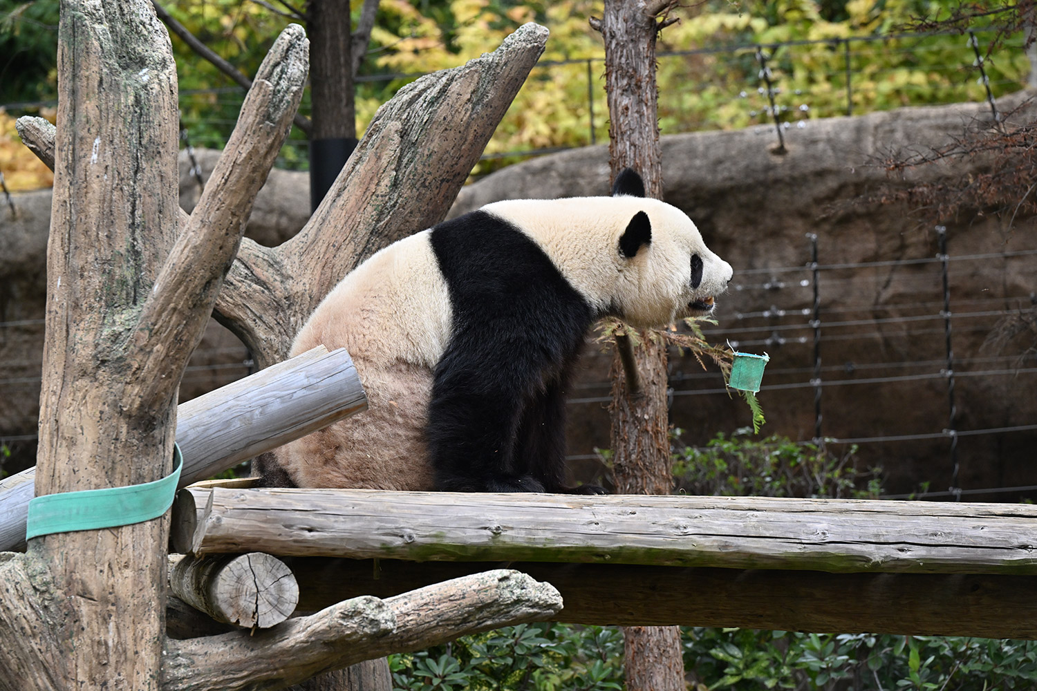 今日のパンダ（4013日目）
