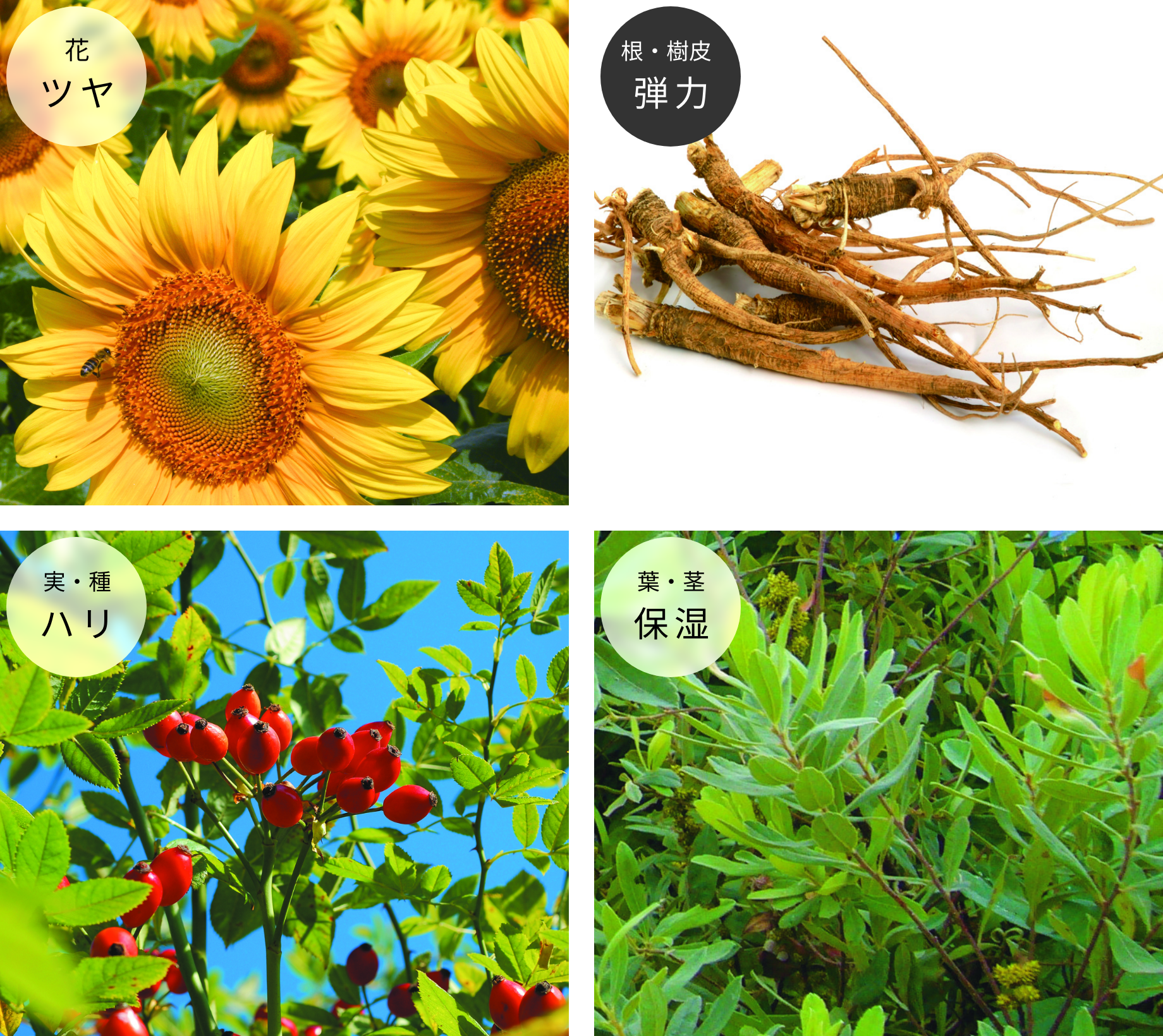 L'ORACLE - MAISON LEXIA メゾンレクシア 公式サイト ～ 化粧品 香水