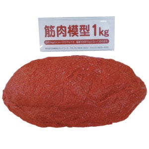 脂肪・筋肉模型