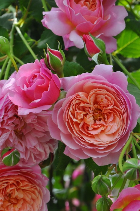 バラ苗【中苗】プリP.J.ルドゥーテ 国産苗 6号鉢植え品［契約品種