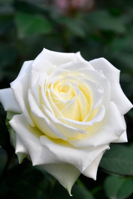 バラ苗【中苗】ティネケ 国産苗 6号鉢植え品《J-HT20》 | すべての商品