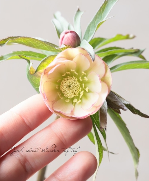 大和園】 クリスマスローズ 『ダブルアンティークピンク』 2026【L