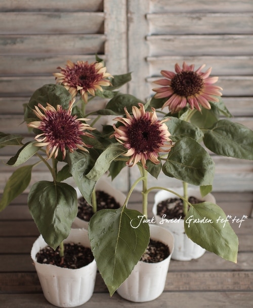 ひまわり 花の種 実咲花6743 ひまわり バイカラーミックス サカタのタネ