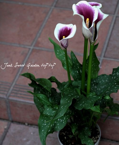 ピカソ風花瓶５ ピカソ風花瓶5 ピカソ風花瓶5 ピカソ風花瓶5 パブロ・ピカソ フラワー