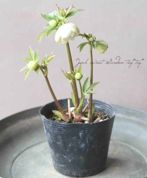 大和園】 クリスマスローズ 『ホワイトダブルカップ咲き』 2026【E