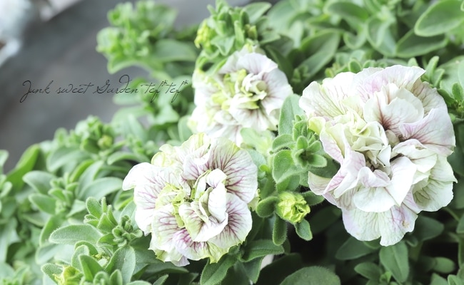 3_000000022042.jpg?1744842433