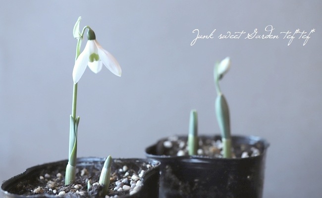 球根植物】 『スノードロップ』 | すべての商品 | | Junk sweet Garden