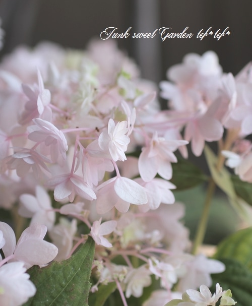 吉岡麗子さん】 山紫陽花 『 綾 ピンク』 | Flower Species,アジサイ