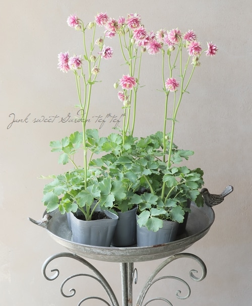 西洋オダマキ 『ノラバロー』 | すべての商品 | | Junk sweet Garden