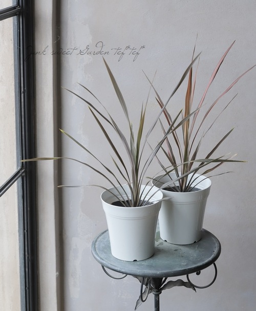 コルジリネ 『コーヒークラシック』 | すべての商品 | | Junk sweet