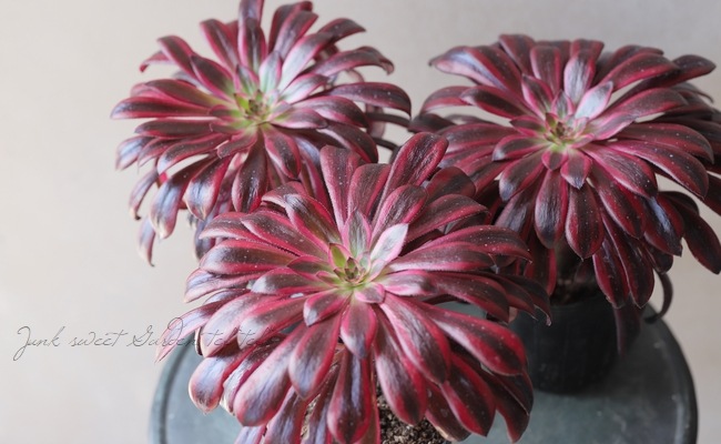 多肉植物】 『黒法師錦』 アエオニウム属 | すべての商品 | | Junk