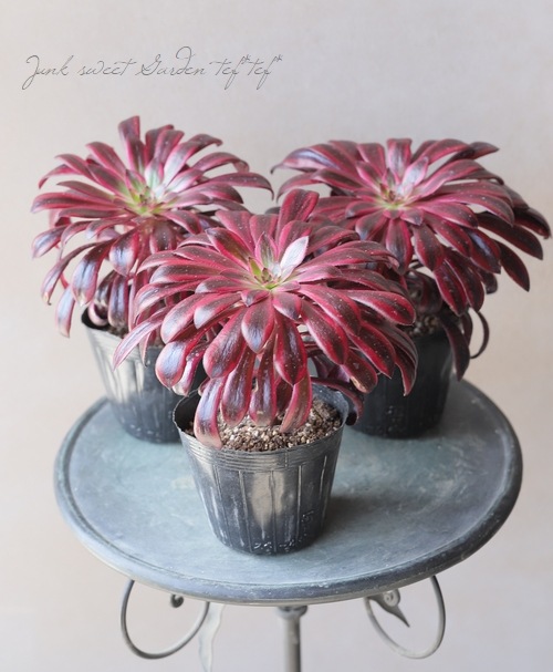 多肉植物】 『黒法師錦』 アエオニウム属 | すべての商品 | | Junk