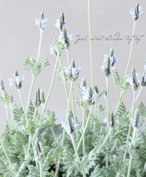 レースラベンダー 『トーチミンティアイス』 | すべての商品 | | Junk