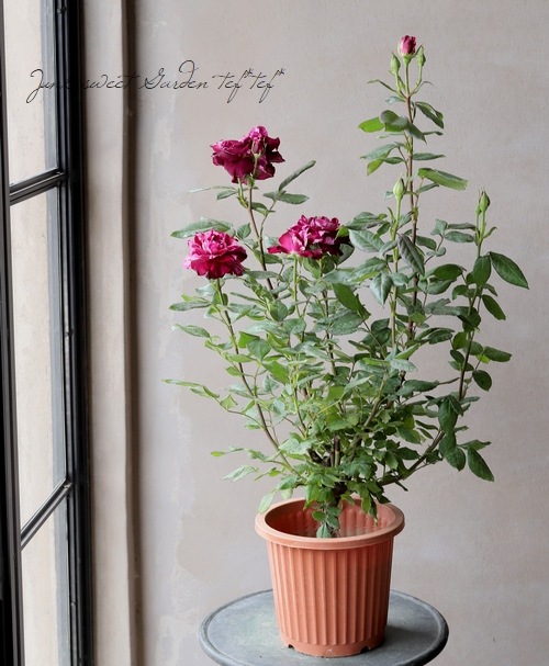 バラ苗・四季咲き 『パープルタイガー』 | すべての商品 | | Junk