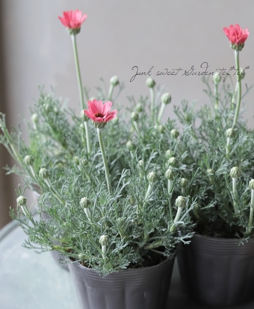 ローダンセマム 『マーズ』 | すべての商品 | | Junk sweet Garden tef