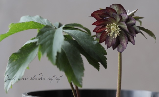 クリスマスローズ 『原種系（クロアチカス系）グレープバイカラー