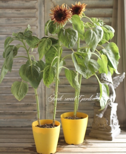 ひまわり 花の種 実咲花6743 ひまわり バイカラーミックス サカタのタネ