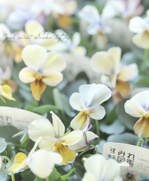 ○ビオラ 『すみれ図鑑』 | すべての商品 | | Junk sweet Garden tef*tef*