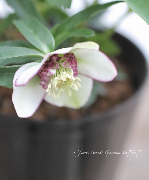 4655 整形オフホワイトセミダブルクリスマスローズ　開花株 園芸ネット本店｜杉光園芸さんのクリスマスローズ：セミダブル24-07