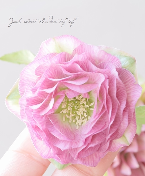 横山園芸・育種生産】 ダブル多弁咲きクリスマスローズ 『プリマドレス