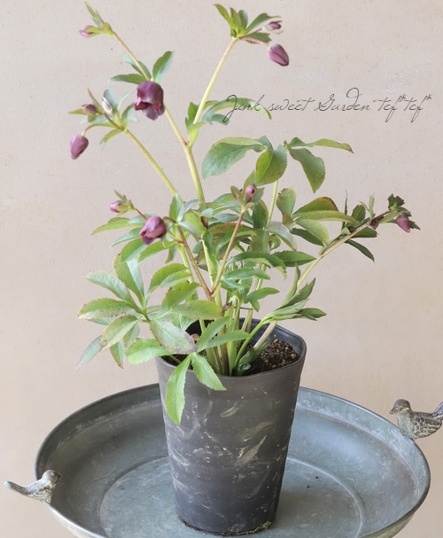 広瀬園芸さん】 クリスマスローズ 『クレオパトラ』 No.10 | すべての