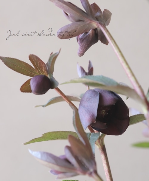 広瀬園芸さん】 クリスマスローズ 『クレオパトラ』 No.11 | すべての