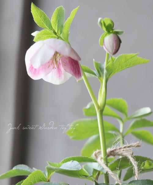 大和園】 クリスマスローズ 『パステリッシュストレイン』 | すべての