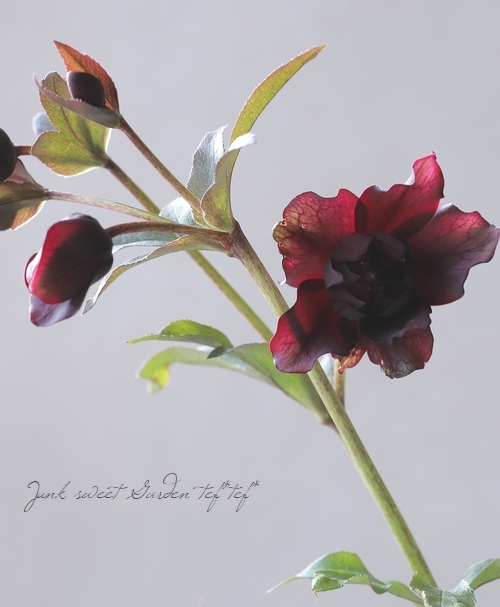 広瀬園芸さん】 クリスマスローズ 『クレオパトラ』 No.13 | すべての