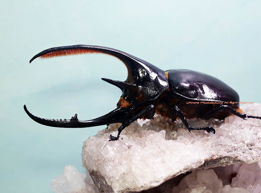 2022,6/25 新着WILD NEW激震浅草導夢!! 新規開拓・南米ペルー便