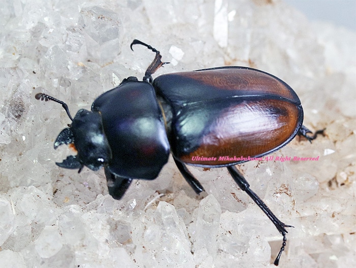 2023,6/17&18 新着WILD 総勢33種豪華ベトナム便 バオンゴク