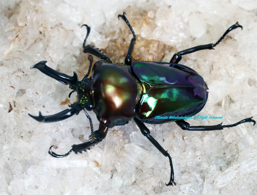 The world No,1の美麗種!! 2024年2月孵化 CB スペシャル個体(美しさが