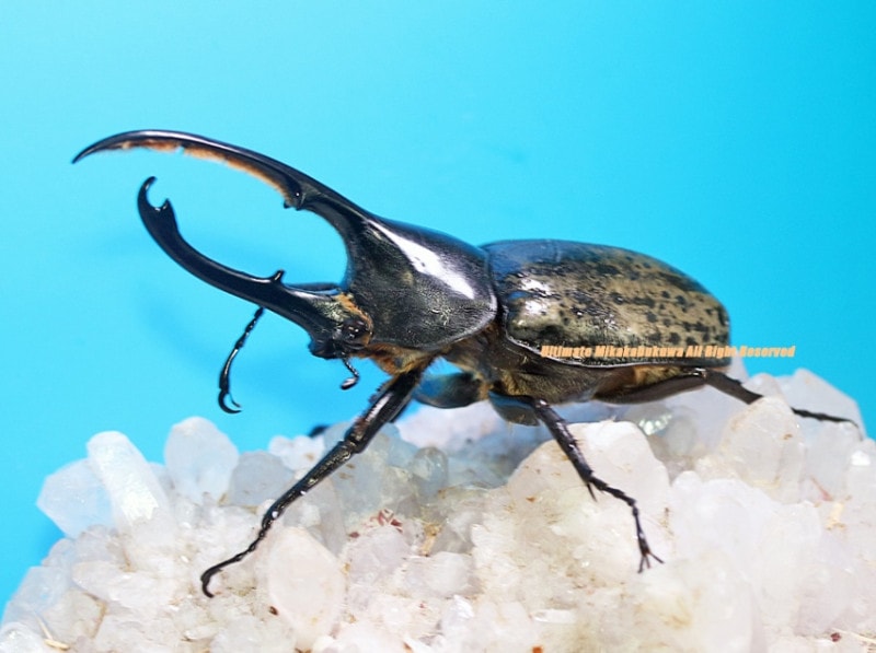 2024,11/20,21 新着WILD 南米ペルー便 Dynastes世界最大ヘラクレス